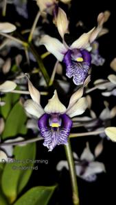 Dendrobium Edfrans Charming