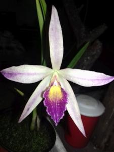 Brassocatanthe S. y N. Mitaí Porá