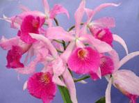 Brassocattleya Freckles