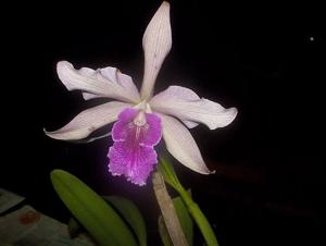 <i>Cattleya</i> Rocio ADV