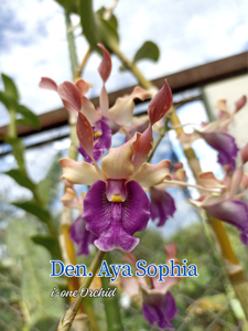Dendrobium Aya Sophia
