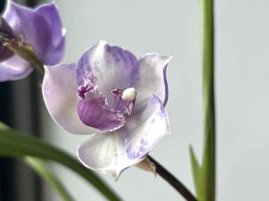 <i>Tsubotaara</i> Blue Stars