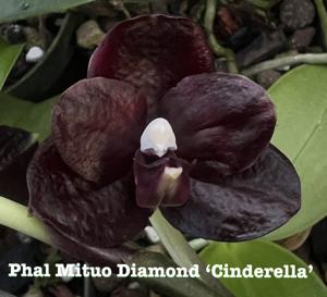 Phalaenopsis Mituo Diamond