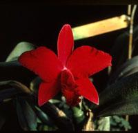 Cattleya Redzac