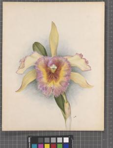 Rhyncholaeliocattleya The Baron