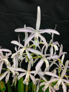 <i>Laeliocattleya</i> Lilac Ghost
