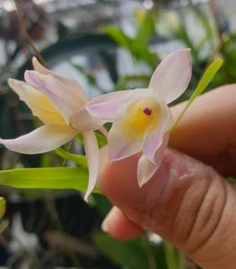 <i>Dendrobium</i> Mystical Delight