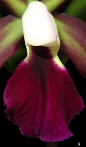 Cattleya Cruella