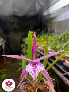 <i>Brassocattleya</i> Mari Santos