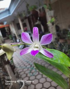 <i>Dendrobium</i> Atik Purnomo