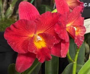 Rhyncattleanthe Elisabeth Khayll