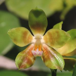 Phalaenopsis Angdi Kolopaking