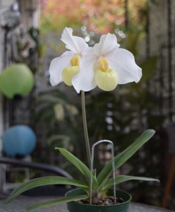 <i>Paphiopedilum</i> Sugar Suite