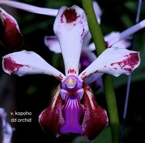 Vanda Kapoho