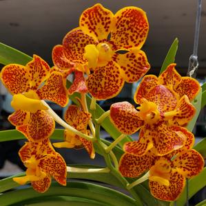 Vanda Theptong