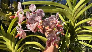 Vanda Burgeffii