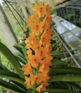 Vanda Vaewravee Gold