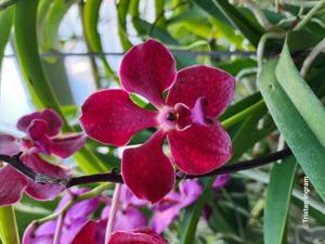 <i>Vanda</i> Johanne Goutier