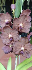 Vanda Redland Chocolate