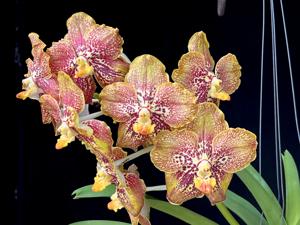 Vanda OST Striking