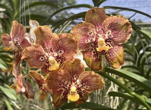 Vanda OST Striking