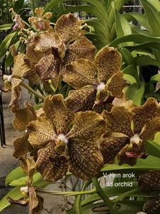 Vanda Ken Arok