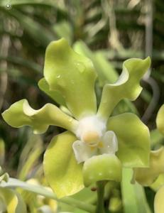 Vanda Shirley Yap Kwan