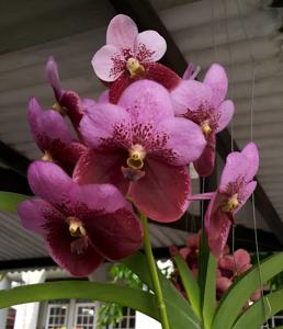 Vanda Boonchoo San