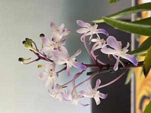 Vandachostylis Lou Sneary