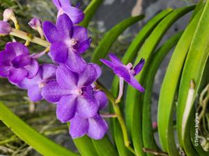 Vandachostylis Fuchs Precious Jewel