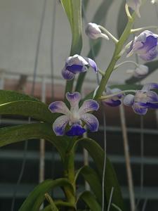 Vandachostylis Tropic Coelestis