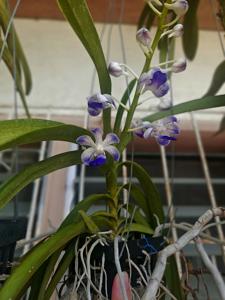 Vandachostylis Tropic Coelestis