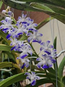 Vandachostylis Tropic Coelestis