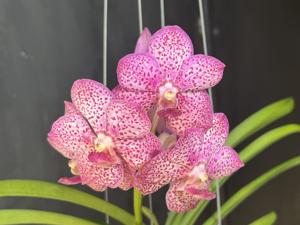 Vandachostylis Jairak Fruity