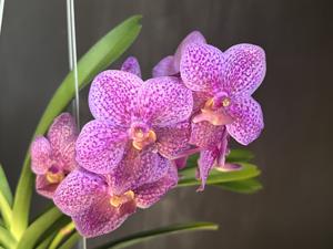 Vandachostylis Jairak Fruity