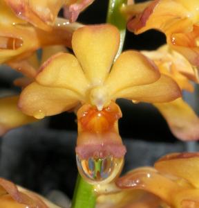 Vandachostylis Wai Ron-coelestis