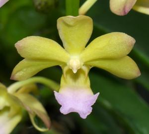 Vandachostylis Wai Ron-coelestis