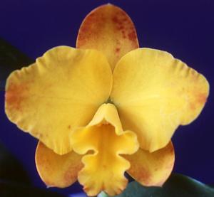 Rhyncattleanthe Atomic Glow