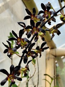 Dendrobium Rajajowas