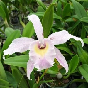 Brassolaeliocattleya Pauka'a Annwell
