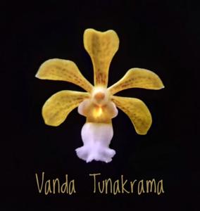 <i>Vanda</i> Tunakrama
