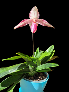 Paphiopedilum Delrosi