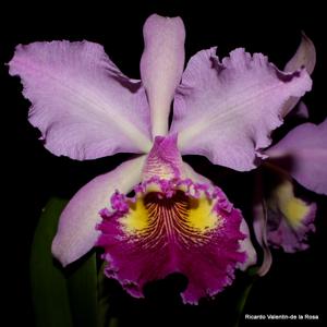 Cattleya Hardyana (1896)