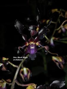 Dendrobium Black Magic