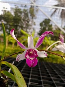 Dendrobium Cathy Beck