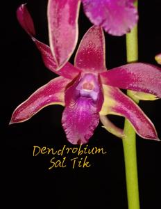 Dendrobium Sal Tik