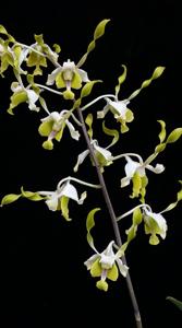Dendrobium Flamee Harijanto