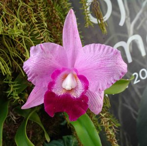 Laeliocatarthron Chialin Peppa Pig