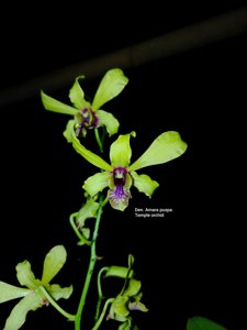 Dendrobium Amara Puspa