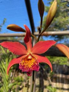 Warnerara SunCoast Phoenix